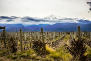 Wondeful vineyards at the foot of the Andes